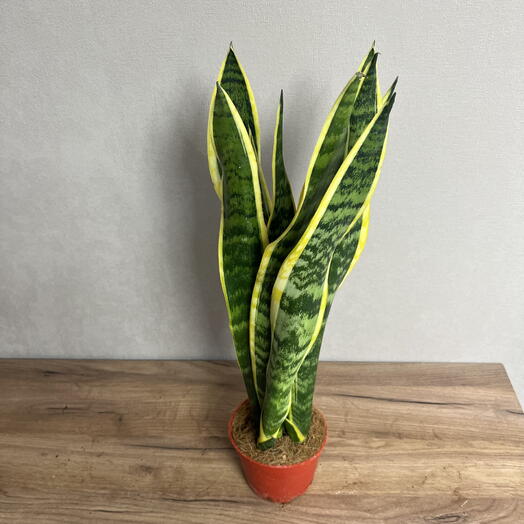 Сансевиерия Лауренти большая