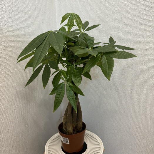 Пахира Акватика коса b10