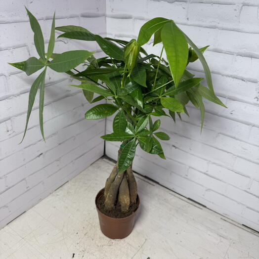 Пахира Акватика (переплетенная) дерево счастья