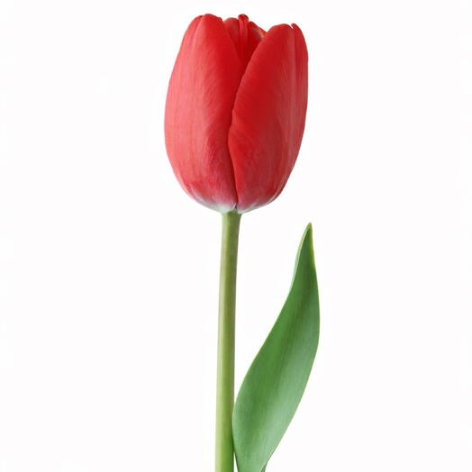 Red tulip