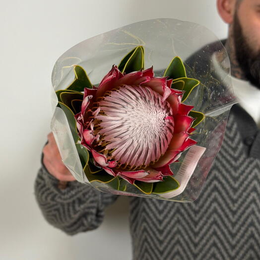 Пачка (1шт) протея Мадиба
