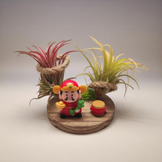 Тилландсия композиция