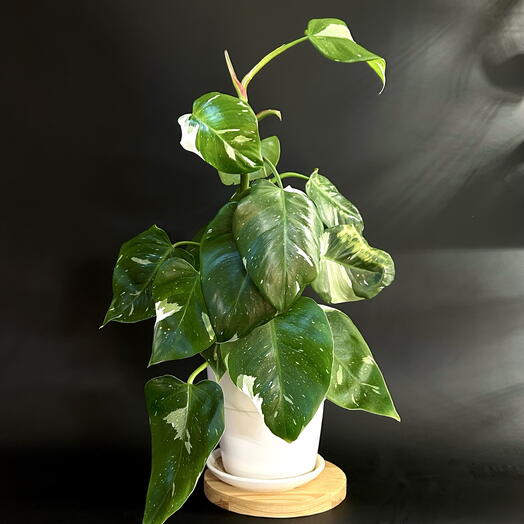 Филодендрон White Princess в белом керамическом горшке