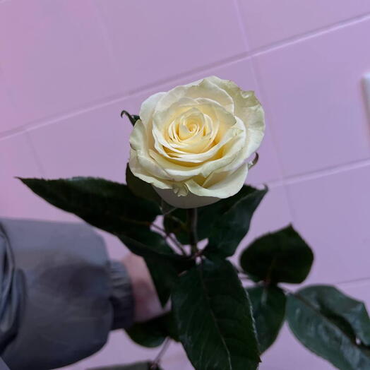 Роза Мондиаль