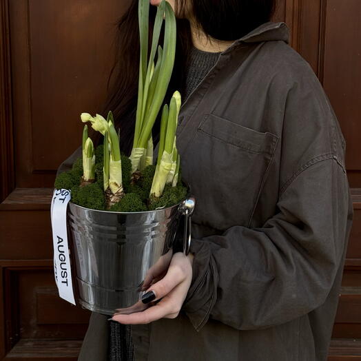 Нарциссы в луковицах