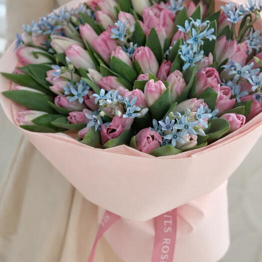 Sonho de tulipa rosada