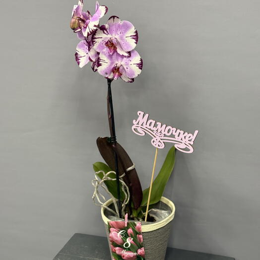 Орхидея- красотка бело-розовая с темным кантом и ярким язычком в плетёном кашпо , с топпером и открыткой 8 марта