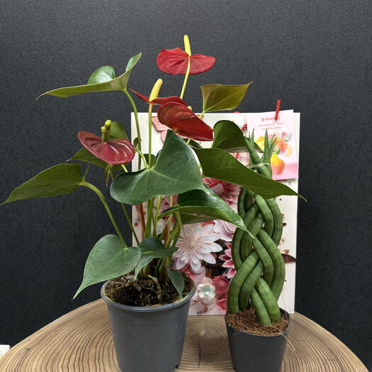 Подарочный набор комнатных растений (12)