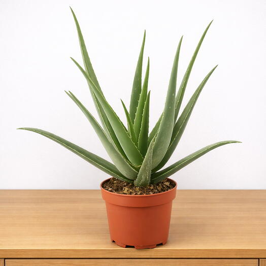 Aloe Vera – Natural Healing Succulent