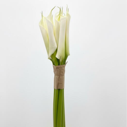 Калла Zantedeschia aethiopica 9 шт