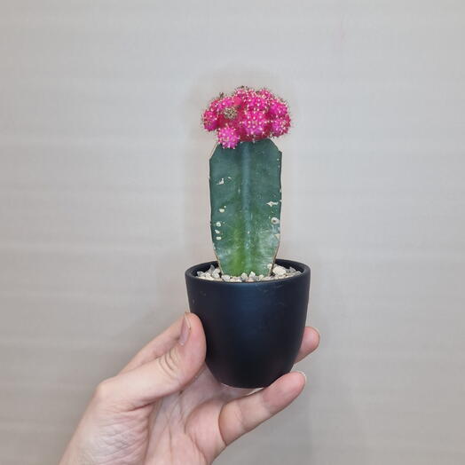 Гимнокалициум Михановича (Gymnocalycium mihanovichii), также известный как «лунный кактус»