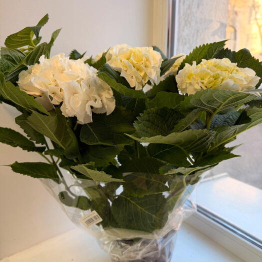 Гортензия в горшке белая