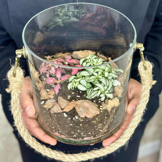 Фиттония во Флорариуме🌿