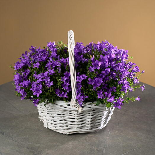 Campanula (bell) in the basket
