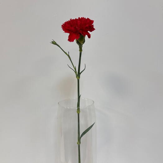 Гвоздика красная