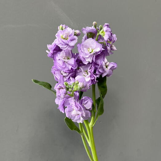 Маттиола кустовая лавандовая 💜