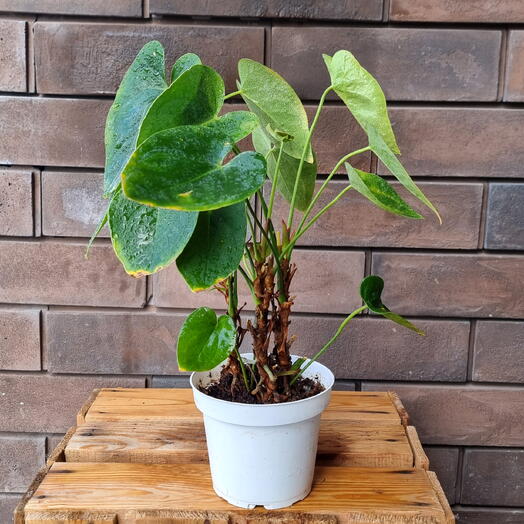 Anthurium - Антуриум