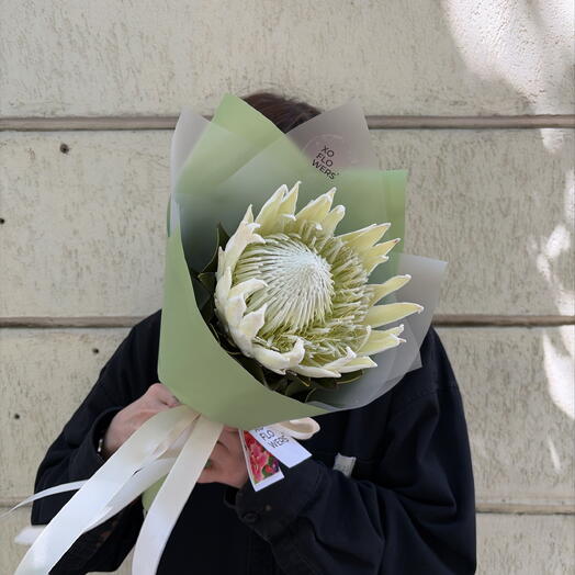 Протея королевская белая в упаковке от XOFLOWERS