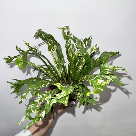 Асплениум вариегатный 🌿