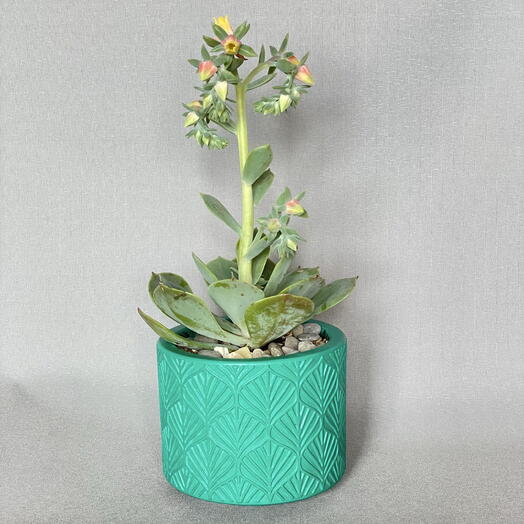 Каменная Роза эхеверия цветущая