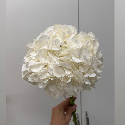 White Holland Hydrangea