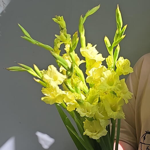 Лимонные гладиолусы 🍋
