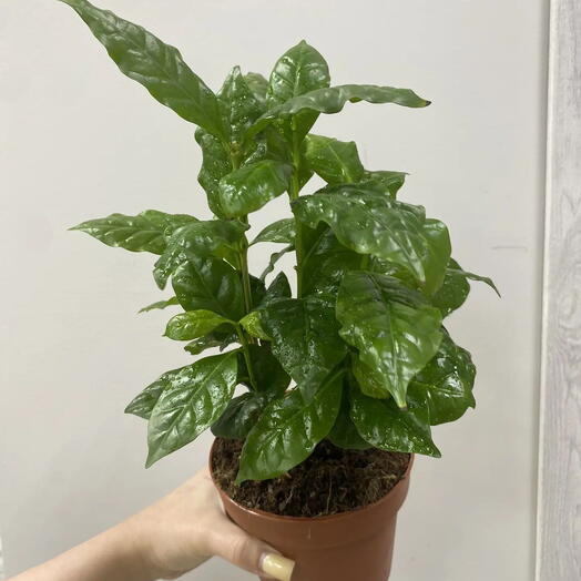 Кофе арабика