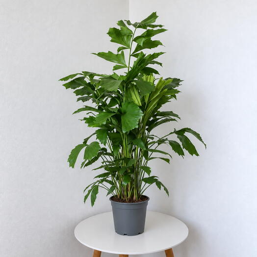 Caryota Palm – Exotic Fishtail Palm