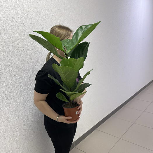 KOMNATNYE RASTENIYa SPB