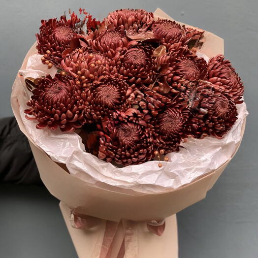 Chrysanthemum Bigoudi