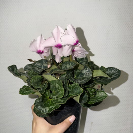 🌸 Цикламен персидский нежно-розовый / Cyclamen persicum