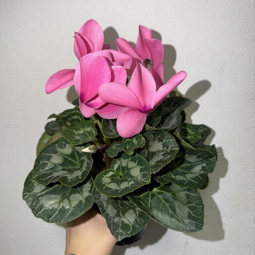🌸 Цикламен персидский pinky / Cyclamen persicum