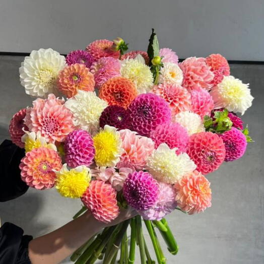 Dahlia Mix