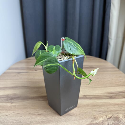 Сердцелистный Филодендрон лазящий Philodendron scandens