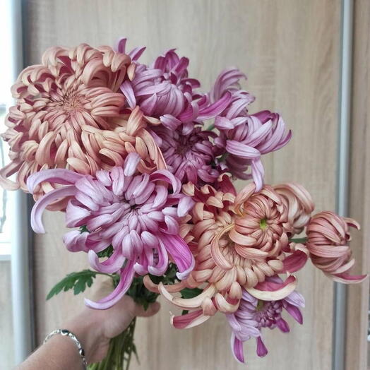 Хризантемы виена микс