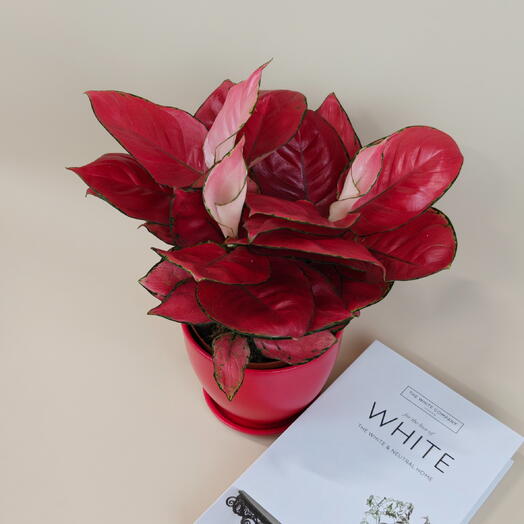 Аглаонема «Red Valentine» — символ любви, удачи и благополучия в красном горшке