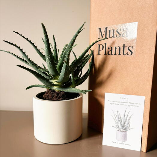 Musa Plants