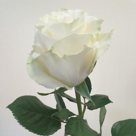 Rosa Mondial 70 cm
