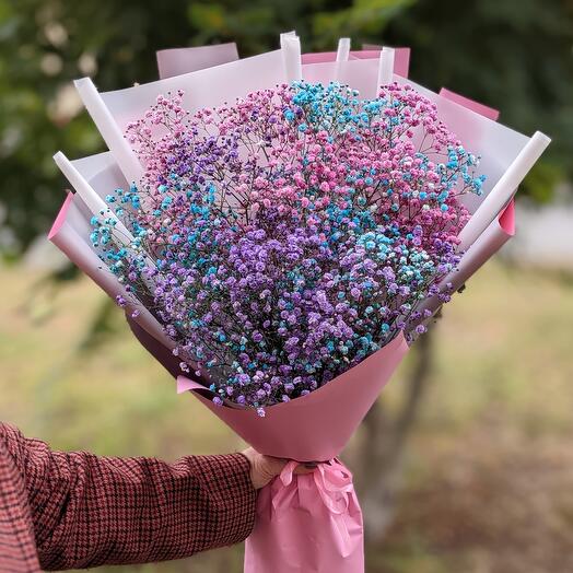 Gypsophila iridiscens