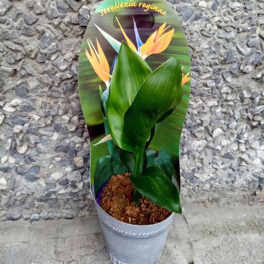 Royal Strelitzia