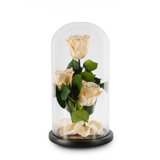Champagne Preserved Roses in a Glass Dome Trio