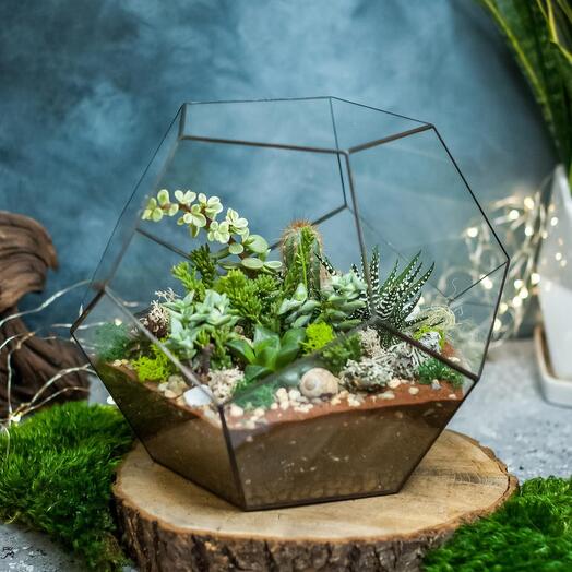 Dodecahedron XL with shade-tolerant succulents - 029