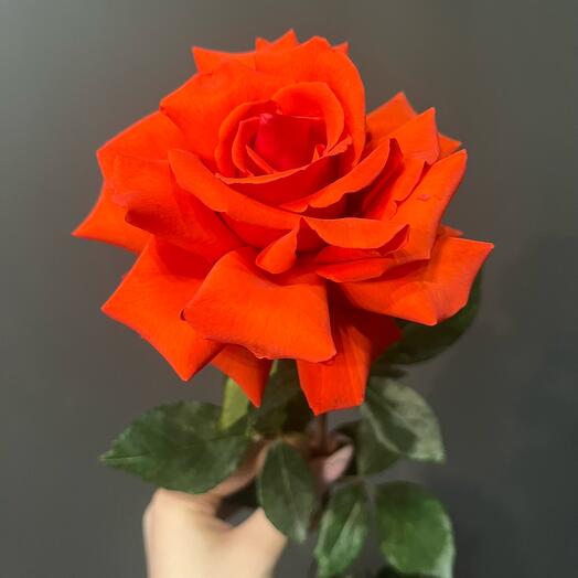 Rosa Nina