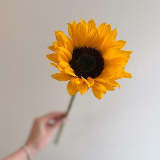 ¡Girasoles! :)