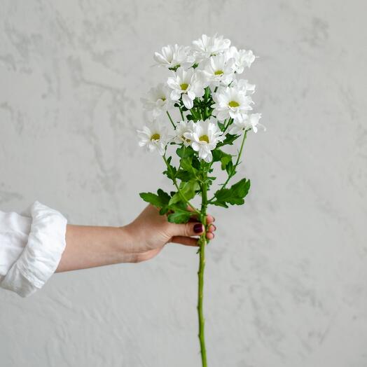 A branch of bush chrysanthemum with chamomile