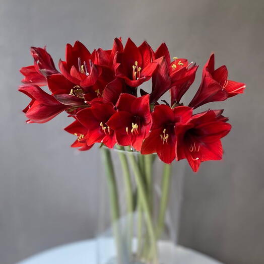Hippeastrum