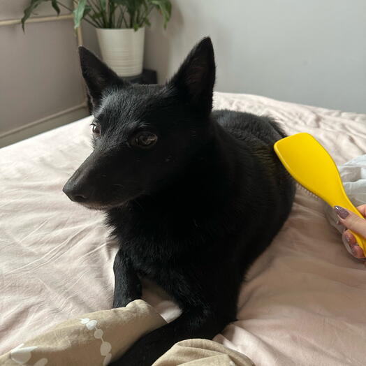 Овал
