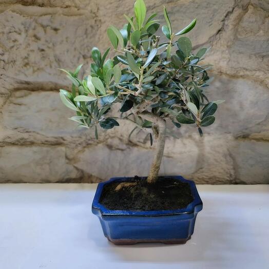 BONSAI OLIVO 7 AÑOS