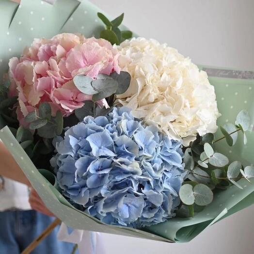 Hydrangea 1