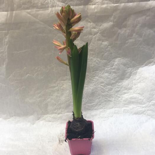 Комнатное растение « Гиацинт»